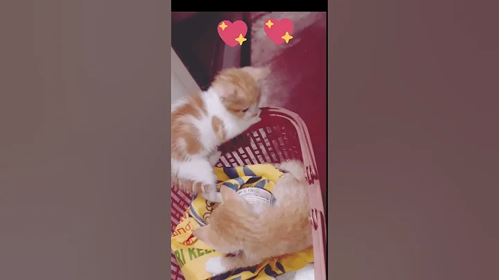 Watch the video about So cutest funny kitten video will melt your heart! #shortsvideoviral #shortsvideoviral