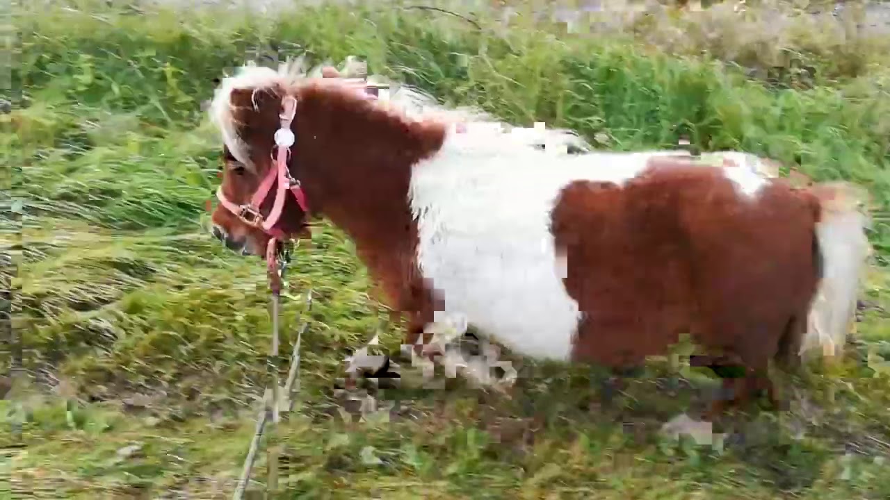 Fun In The Floods! | Arya (Miniature Shetland Pony With Dwarfism)