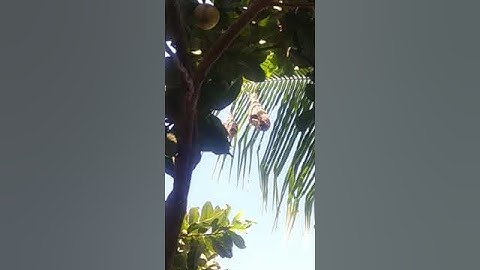 Sparrow nest on the tree 🌳 #sparrow #nest #greenary #plants #bird #naturelover