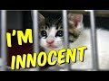 Funny Cat Videos on Instagram