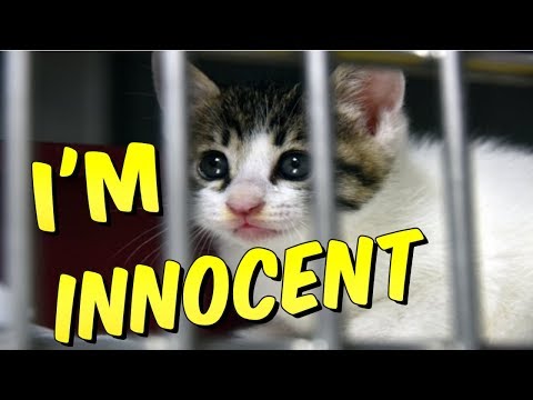 funny-cat-videos-on-instagram