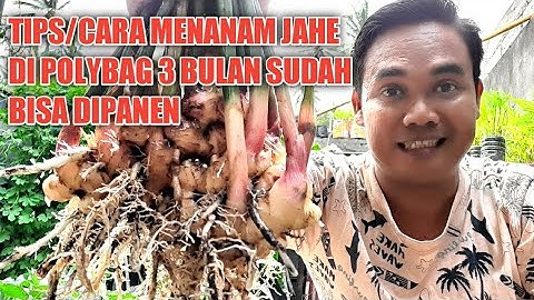 Luar Biasa , Ternyata Begini Cara Menanam Jahe Di Polybag 3 Bulan Sudah Panen | Urban Farming