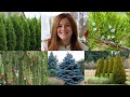 10 Evergreens Every Garden Should Have! 🌲🌲🌲 // Garden Answer Mp3 Song