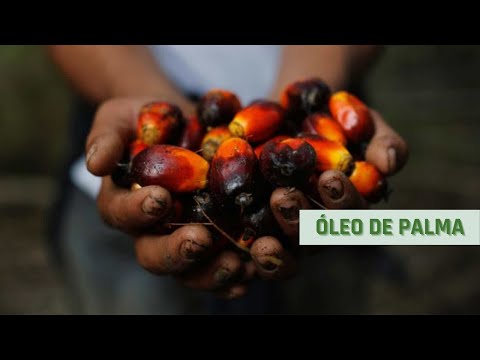 Vídeo: Aqui Está Uma Atualização Sobre A Crise Do óleo De Palma Do Sudeste Asiático, E Não é Tão Ruim Assim. - Rede Matador