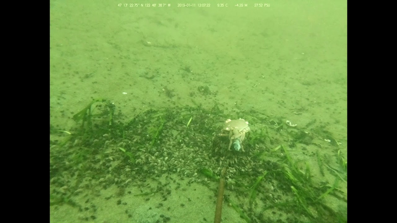 Case Inlet Underwater 01/11/19 Highlight #1