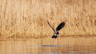 Nebelkrähe fängt Fisch (hooded crow catches fish) Slow Motion / Lumix GH5S