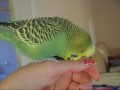 A very happy budgie!