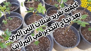 طريقة تفريد شتلات التين البري بعد نجاح التجذير   1 ديسمبر 2019