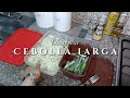 Cómo CONSERVAR la CEBOLLA LARGA | IDEA PRÁCTICA para CONSERVAR  LA CEBOLLA muy fácil