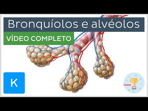 Vídeo: Os bronquíolos têm cartilagem?