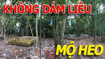 KHÔNG DÁM đánh liều TÌM MỘ HEO 5 MÓNG nổi tiếng LY KÌ ở CHÙA DƠI SÓC TRĂNG