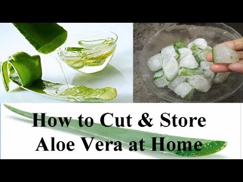How To Cut And Store Aloe Vera At Home For Skin Care Youtube
