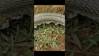 Kobra Yılanı Deri Değiştirmesi