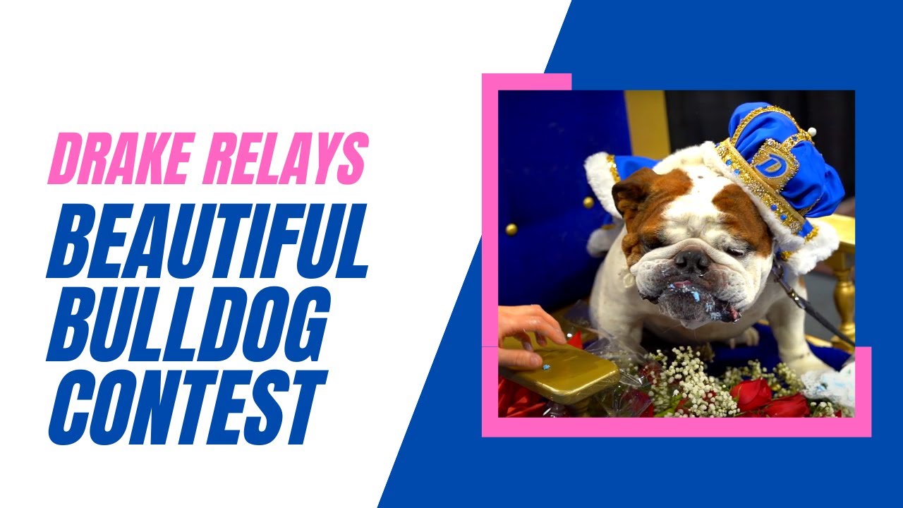 Beautiful Bulldog Contest 2022