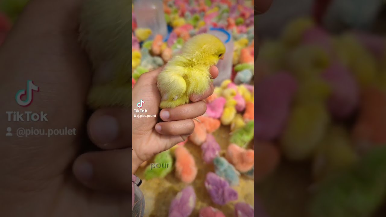 Les Poussins Color S Vous En Pensez Quoi Poussin Animaux Cute Mignon