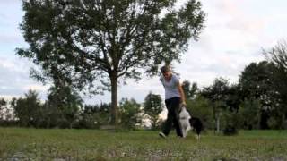 Heelwork Training