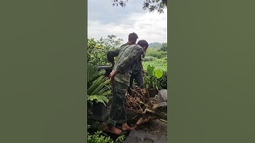 Cảm ơn hai bác đã giúp em trồng cây Duối ngoài bờ rào #tamdaonui