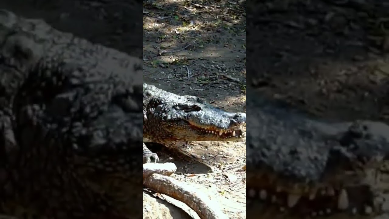 Lurking Crocodile: The Master Predator of the Riverbank 