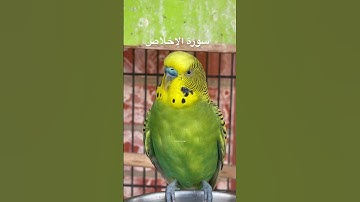 #سورة_الإخلاص #قرآن #تحصين_النفس #المصحف #اكسبلور #طيور #البادجي #quran #birds #budgies #lovebirds