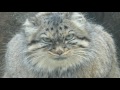 Gaze of the legendary cat「ガン見するマヌルネコ」pallas cat, manul