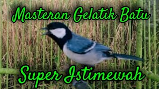 Masteran gelatik batu gacor full variasi mewah + istimewah