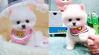 Funny and Cute Dog Pomeranian 😍🐶| Funny Puppy Videos #226 by PiPe Cute 397 views 2 years ago 9 minutes, 14 seconds