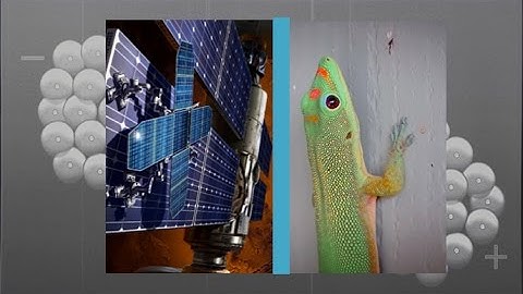 Gecko Feet Teach NASA How To Stick To Space Objects | Video