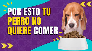 ¿Dejan de comer los perros cuando están llenos?