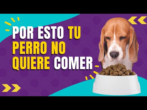 Video: ¿Qué hace que un perro deje de comer?
