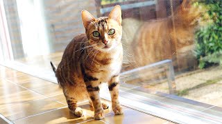 Having a Lovely Conversation With Bengal Cat Dreamcatcher by Kaja Cattery 2,010 views 11 months ago 3 minutes, 33 seconds