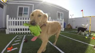 Bark City Puppy Bowl Final 2019