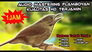 Unique \u0026 Good Bird Songs for Therapy and Training the Sounds of Birds (Javanese Fulvetta) 