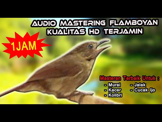 SUARA BURUNG FLAMBOYAN GACOR - MASTERAN FLAMBOYAN AMPUH LANGSUNG NYAUT class=