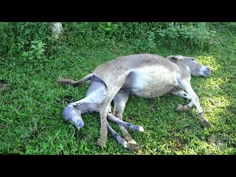 Birth Of Donkey ولادة الحمار