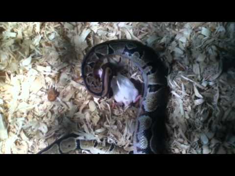 spider monkey Ball python feeding