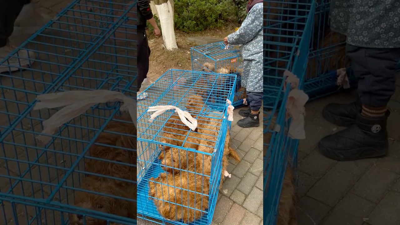 Rescue 13 Dogs from Suffering – Spay/Neuter is the Only Solution! Help Our Shelter Survive! 🐾