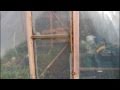 Canadian Backyard Greenhouse Winter Update Canadian Backyard Greenhouse Winter Update