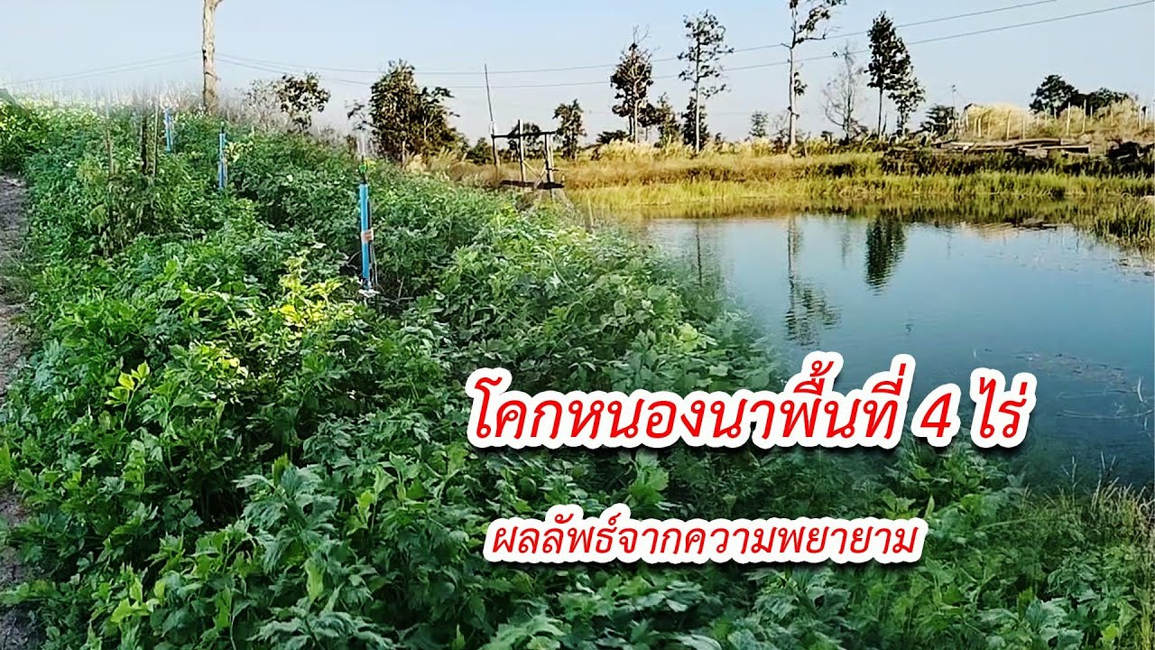 โคกหนองนาพื่นที่ 4 ไร่ อายุ 3 ปี กว่าจะลงตัว