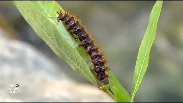 How cutting-edge engineering borrows nature