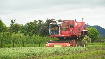 Growing and Freezing Peas in NZ