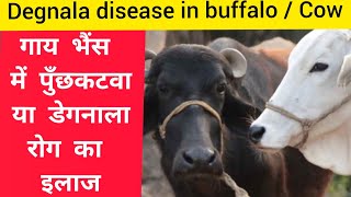 Degnala disease treatment | Degnala disease in buffalo / Cow | पुँछकटवा या डेगनाला रोग का उपचार