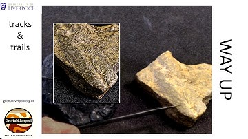 Tracks and trails as a sedimentary structure that records way-up in rock sequences