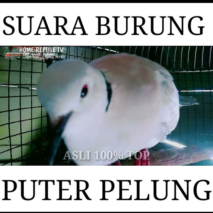 puter pelung suara merdu | mastering | #shorts #burung #puterpelung