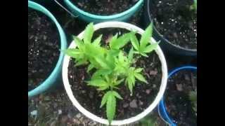 Medical garden update