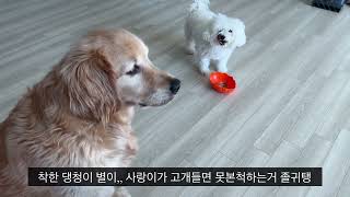 33주 임산부 육아휴직일상/경부길이짧음 눕눕처방/ 불면증 🥲