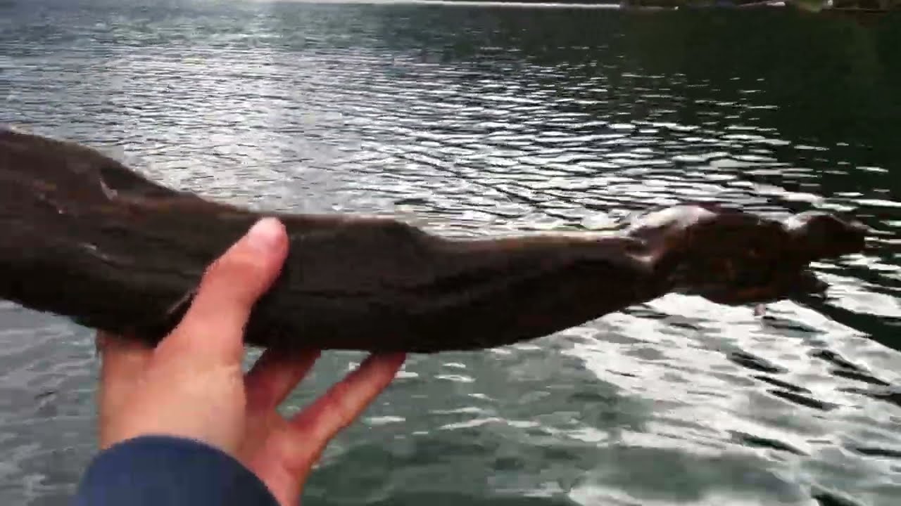Paddle Boating in Bc!