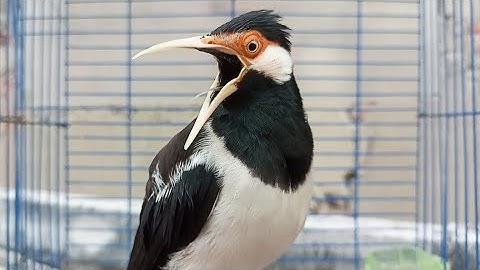 Pancingan Jalak Suren Gacor Full Isian Variasi - Masteran Suara Burung Jalak Gacor Full Isian Mewah