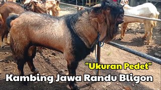 SIZE OF CALF, PRICE OF MALE JAVA RANDU GOATS WITH JUMBO POSTURE