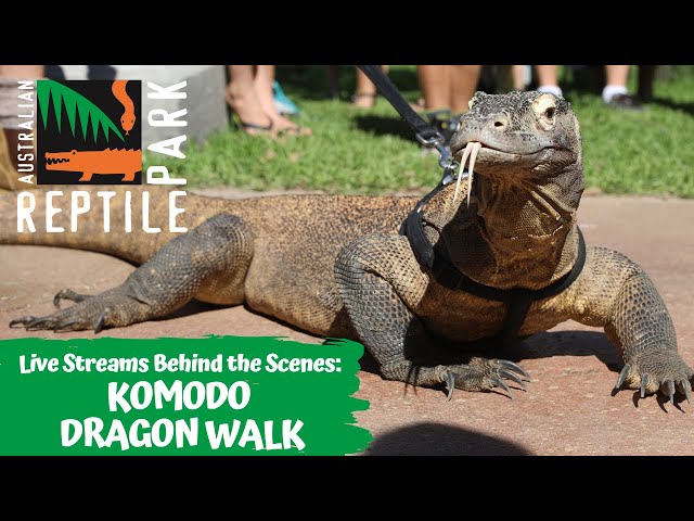 KOMODO DRAGON WALK (LIVE FOOTAGE) | AUSTRALIAN REPTILE PARK