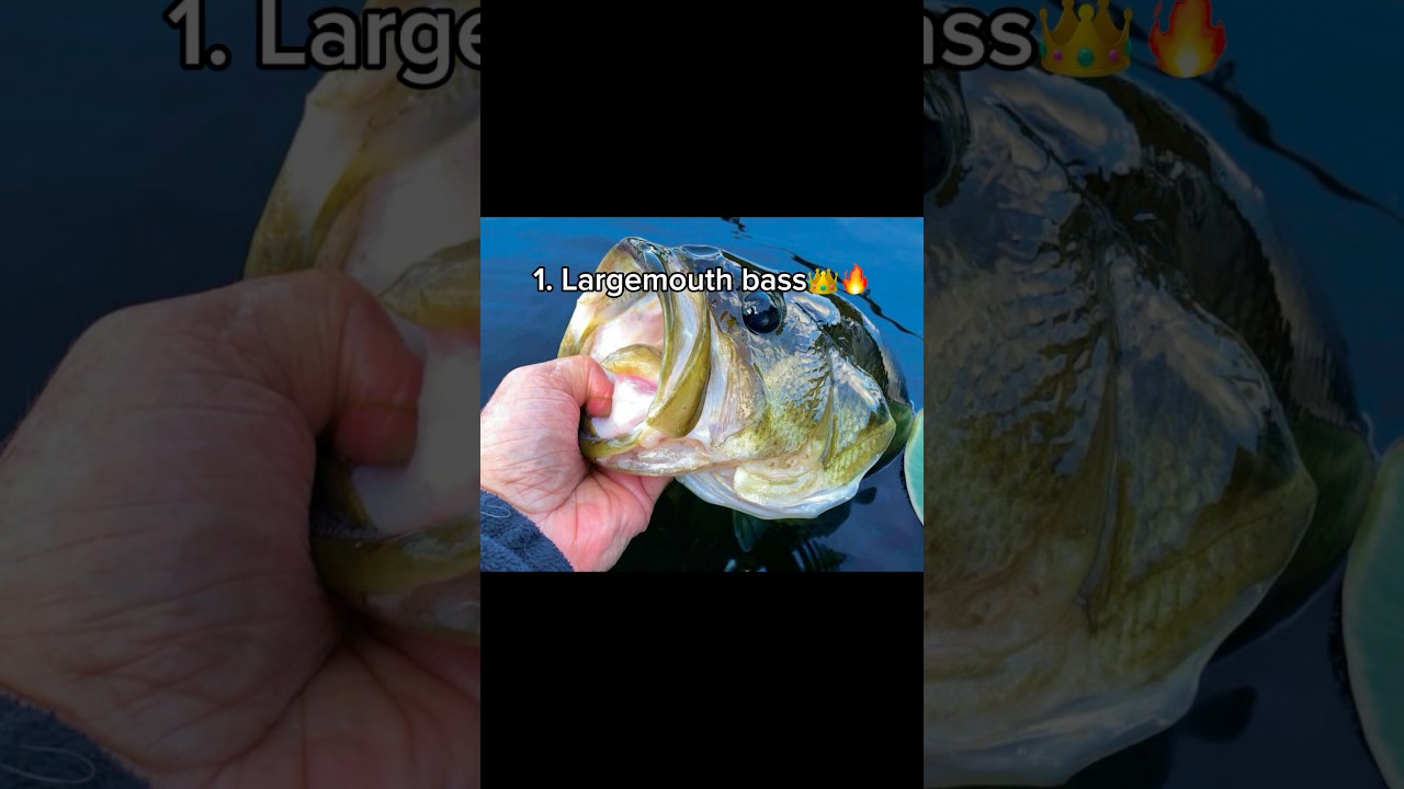 ChatGPT series PT9. Illinois edition 